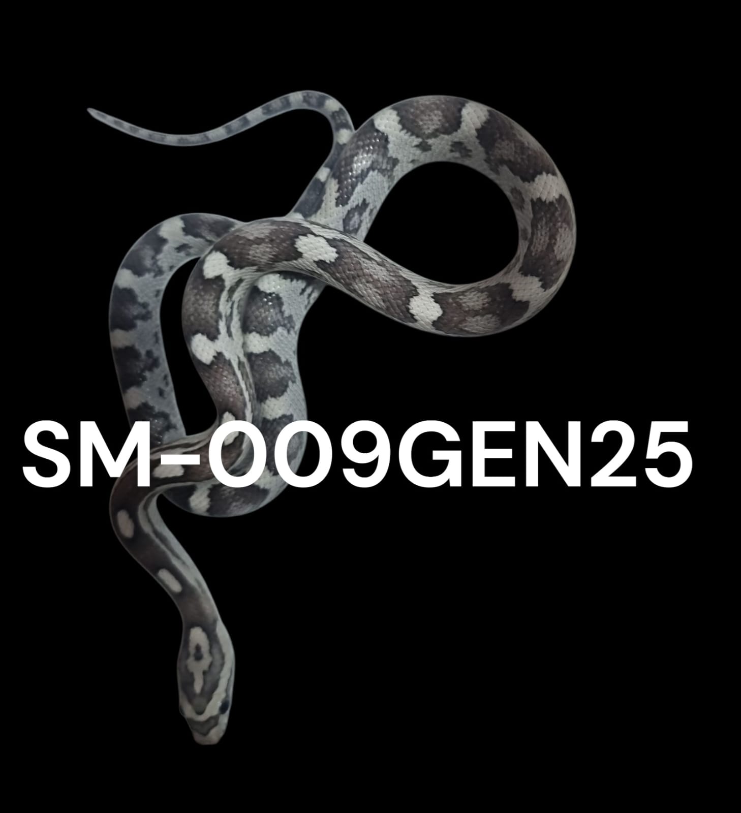 MOTLEY ANERY HET. AMEL