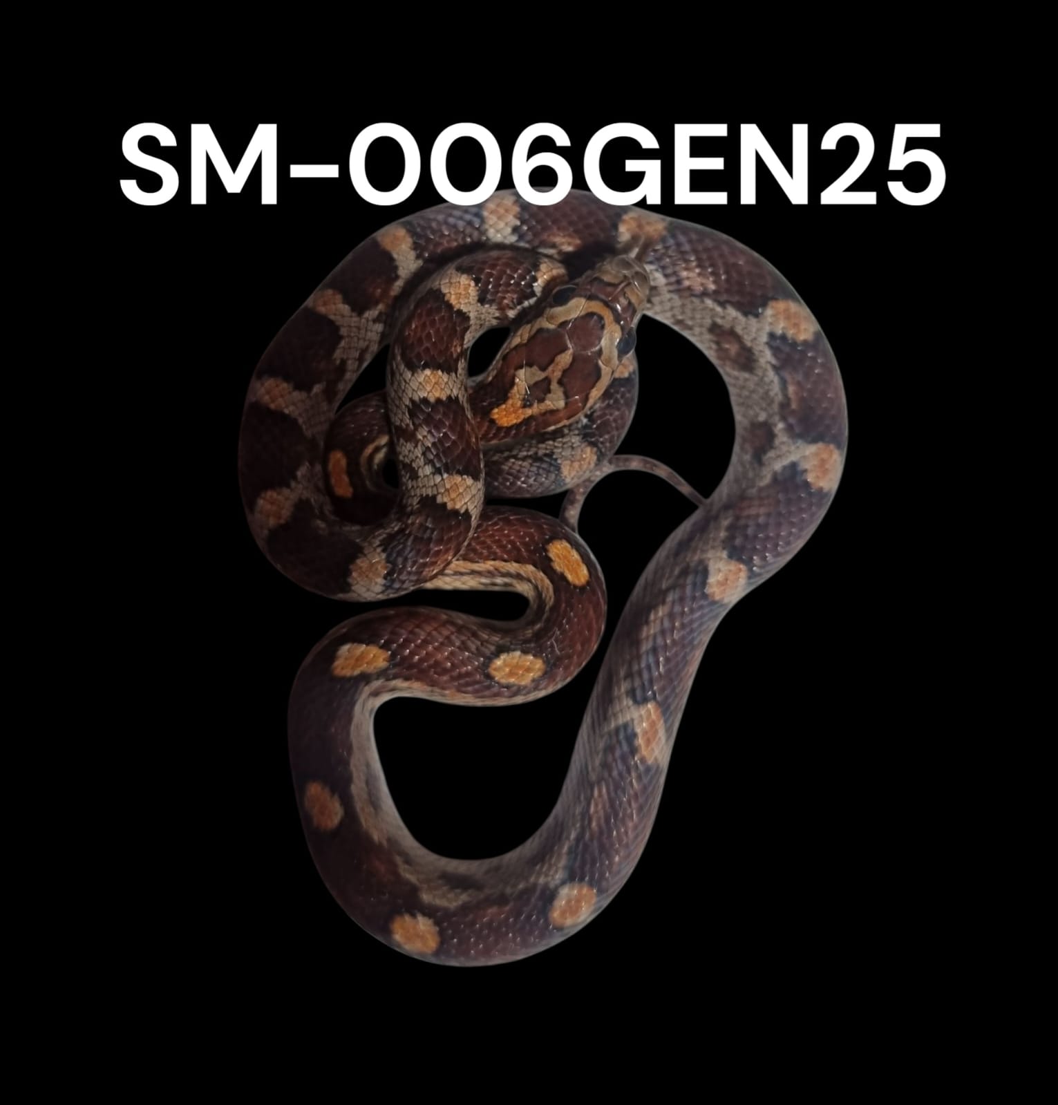 MOTLEY HET. ANERY HET AMEL