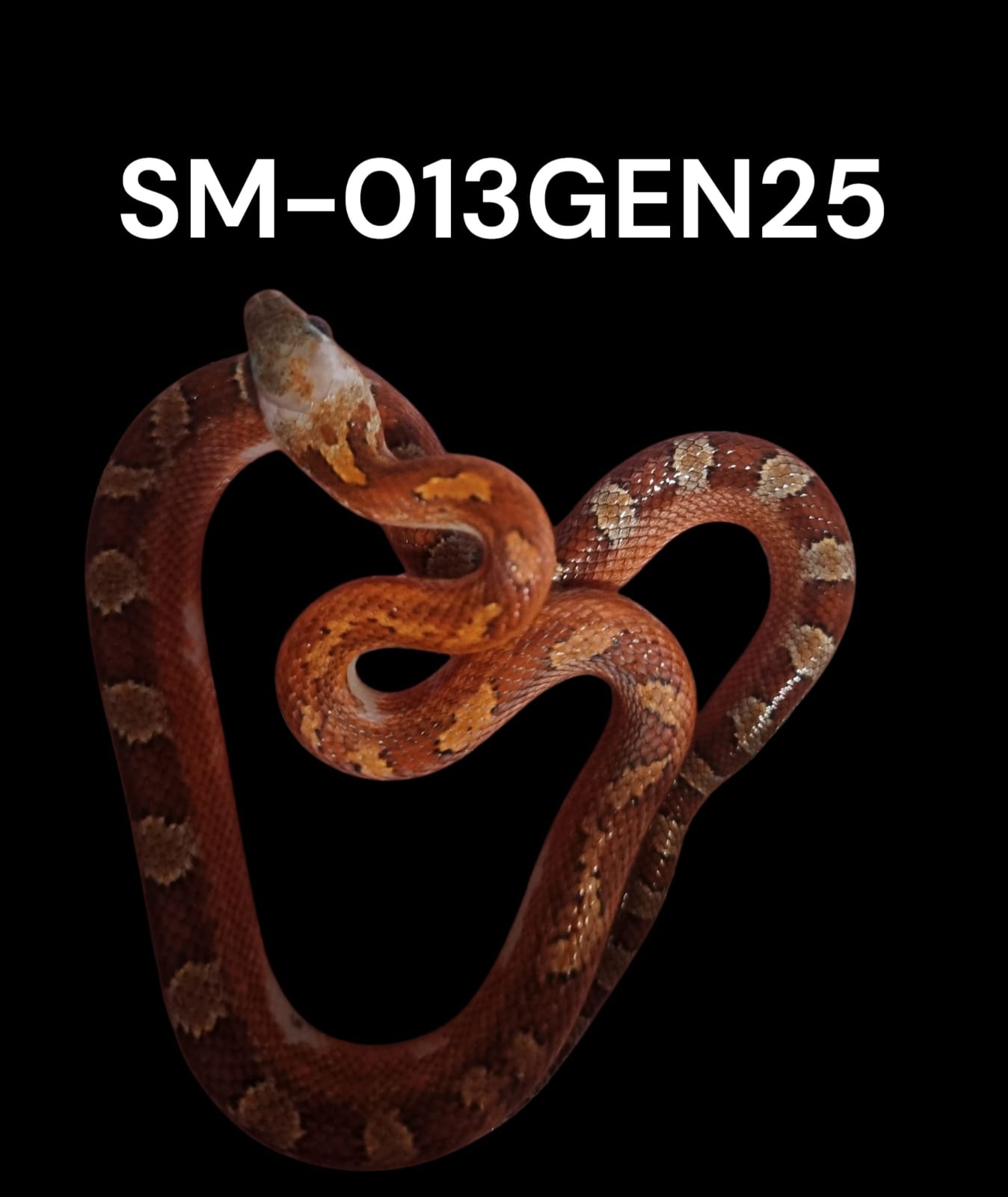 BLOODRED PIED SIDE HET. CINDER STRIPE