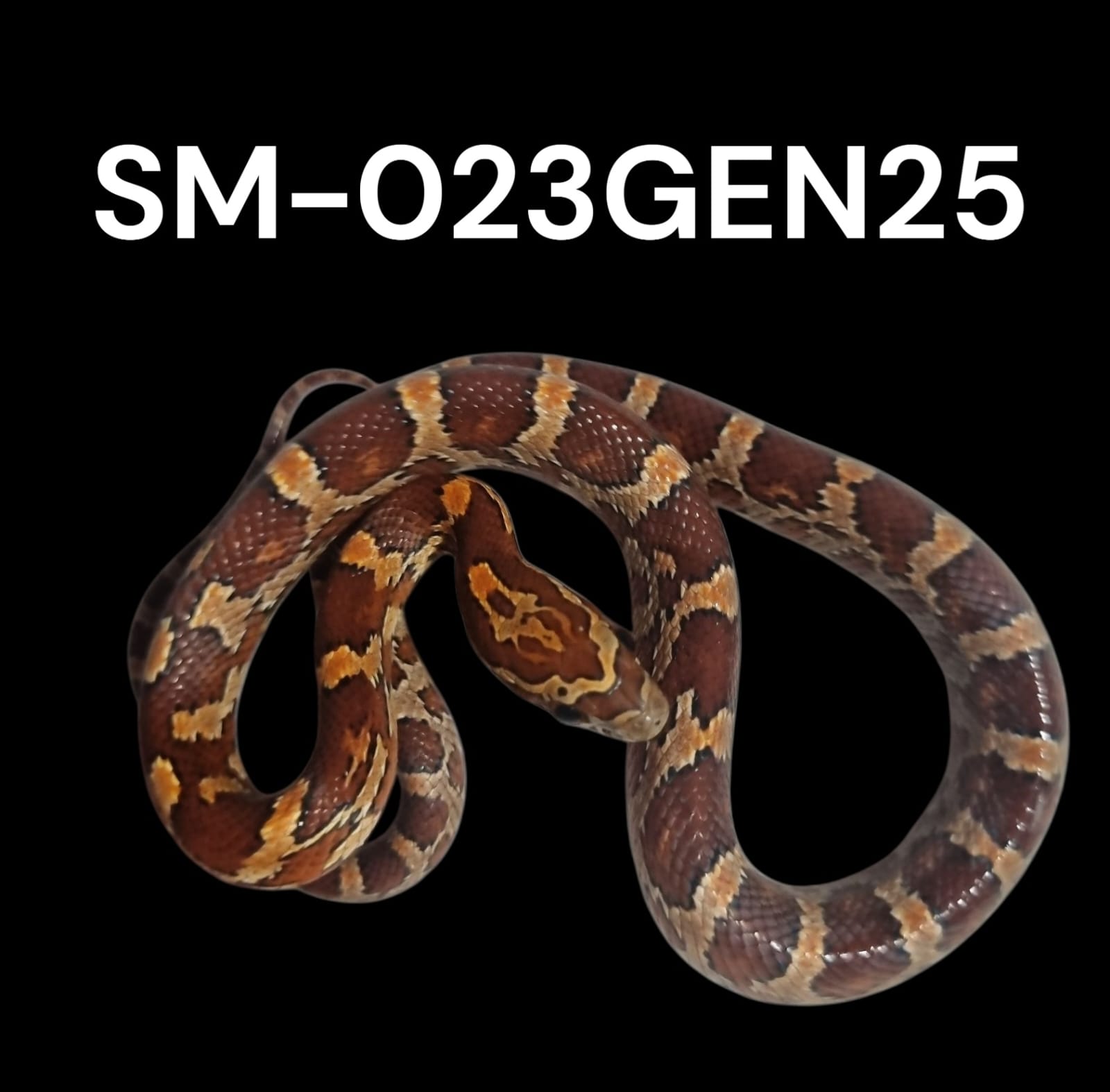 NOMINAL HET. STRIPED HET. PALMETTO HET. AMEL