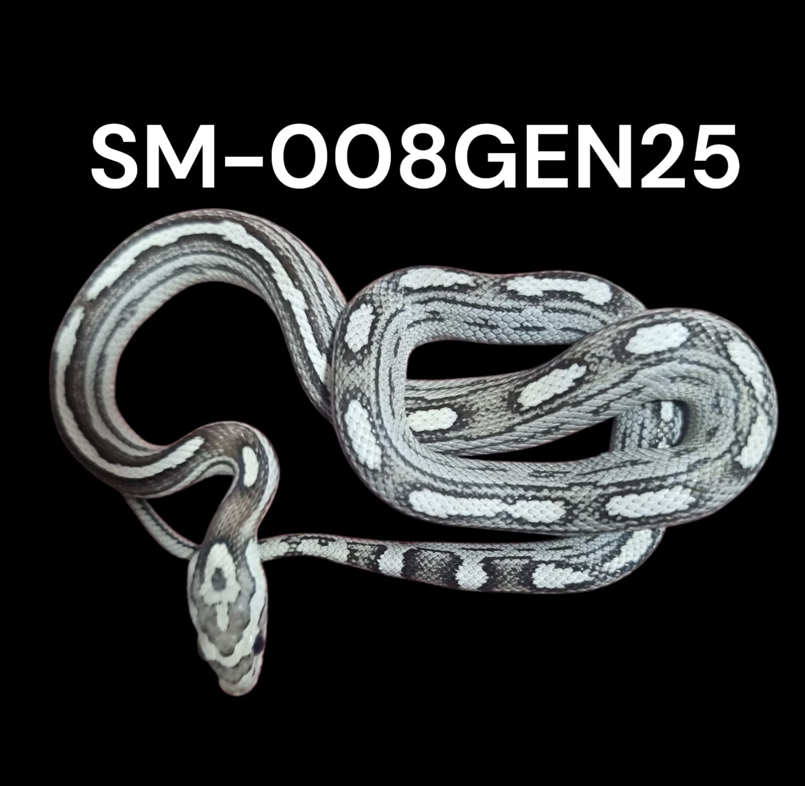 MOTLEY ANERY HET. AMEL