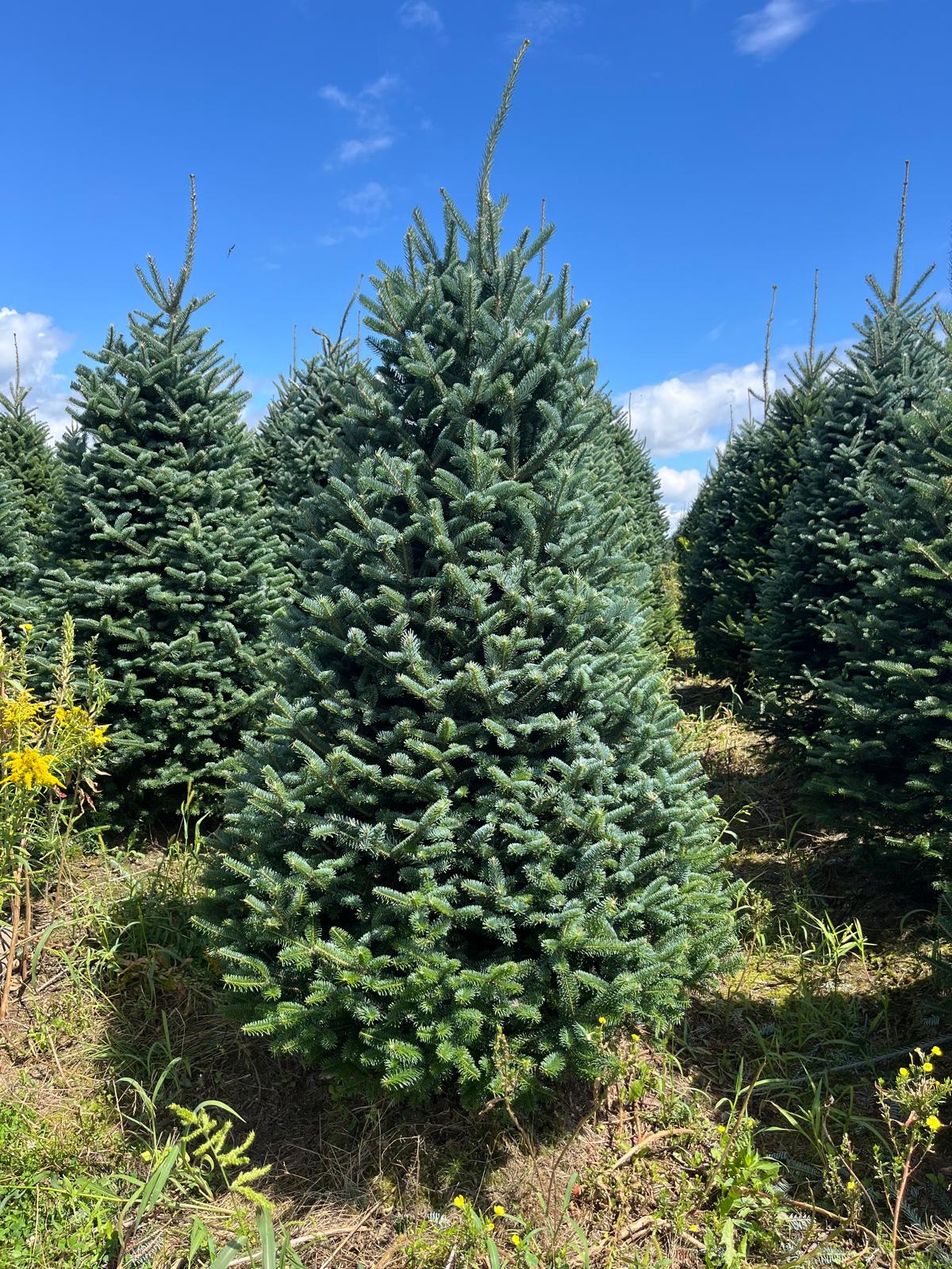 Real Fresh Cut Tree (6 foot standard)