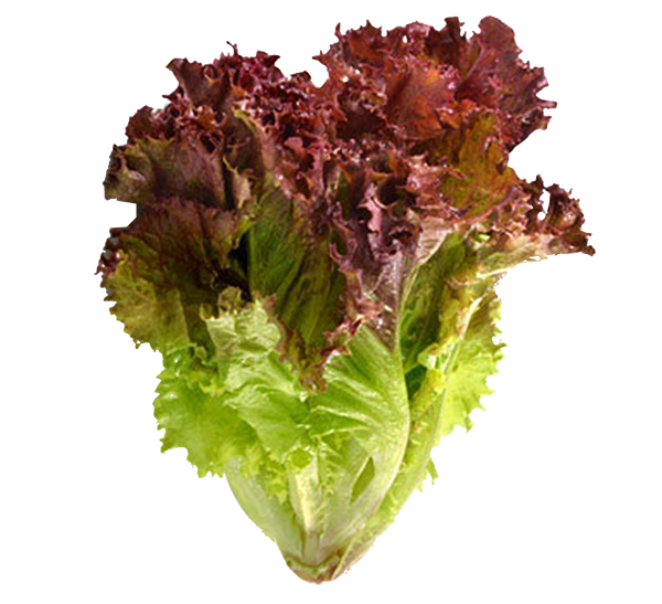 Lechuga Roja