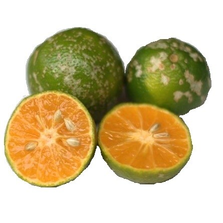 Limon Mandarina