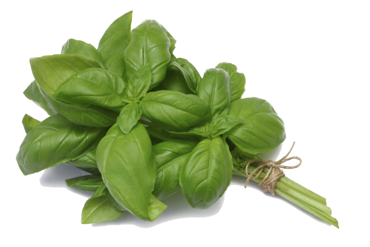 Albahaca