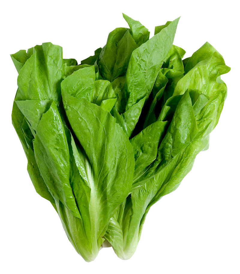 Lechuga Romana