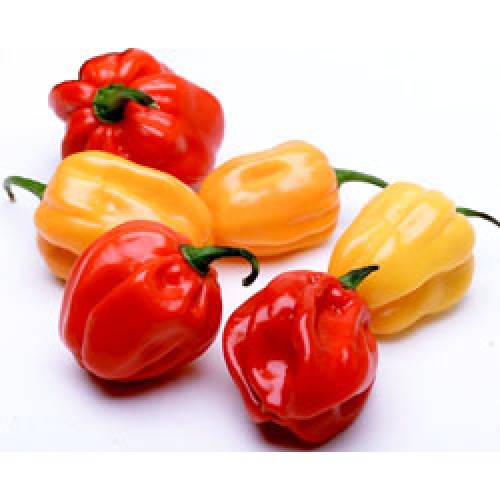 Chile panameño