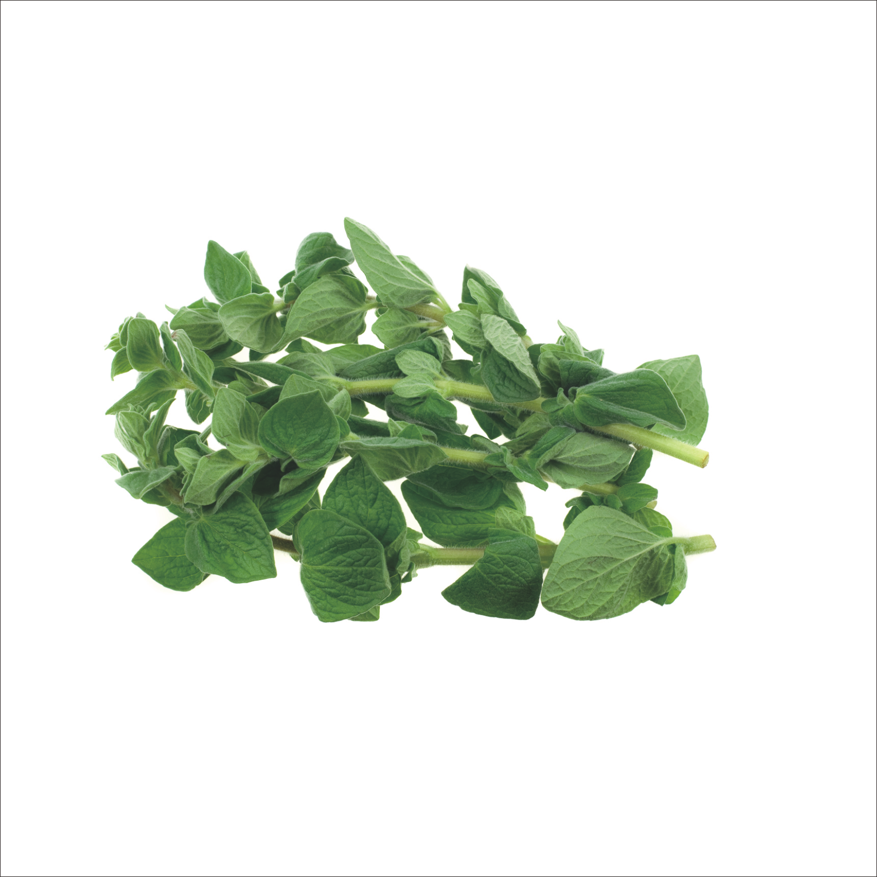 Oregano