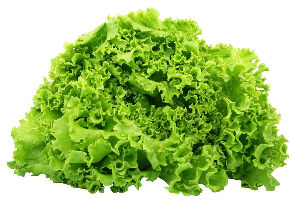 Lechuga Americana