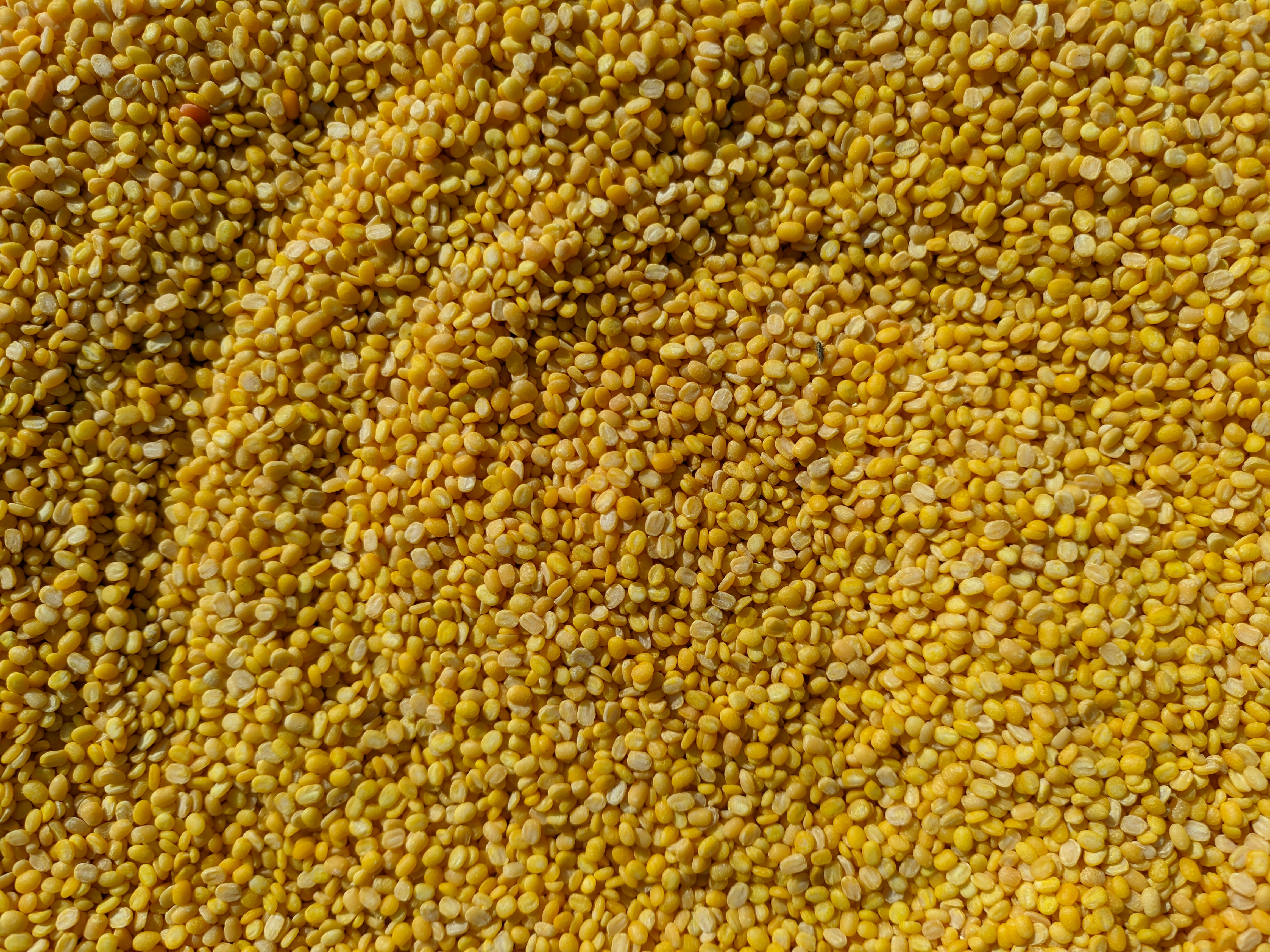 Millet Grain
