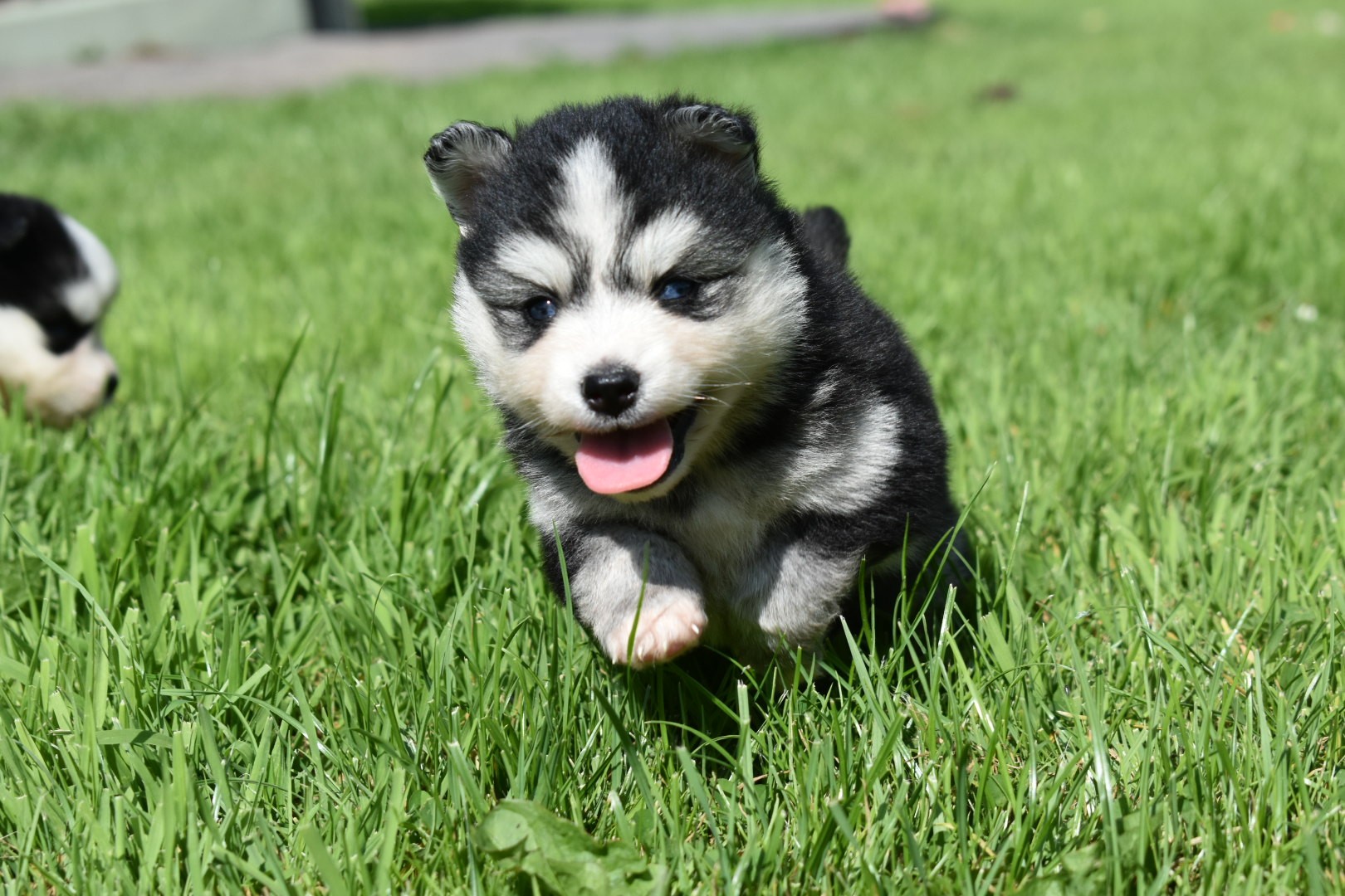 Finn Pomsky Puppy | Stunning Black & White Female