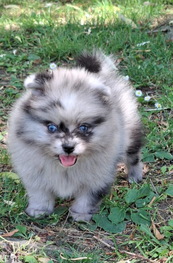 Char's Female Teacup Pomeranian Puppy