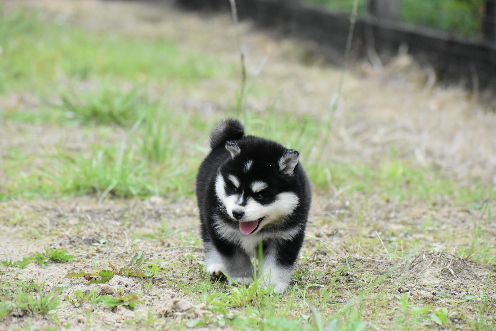 Nita F4 Black & White Pomsky female brown eyed