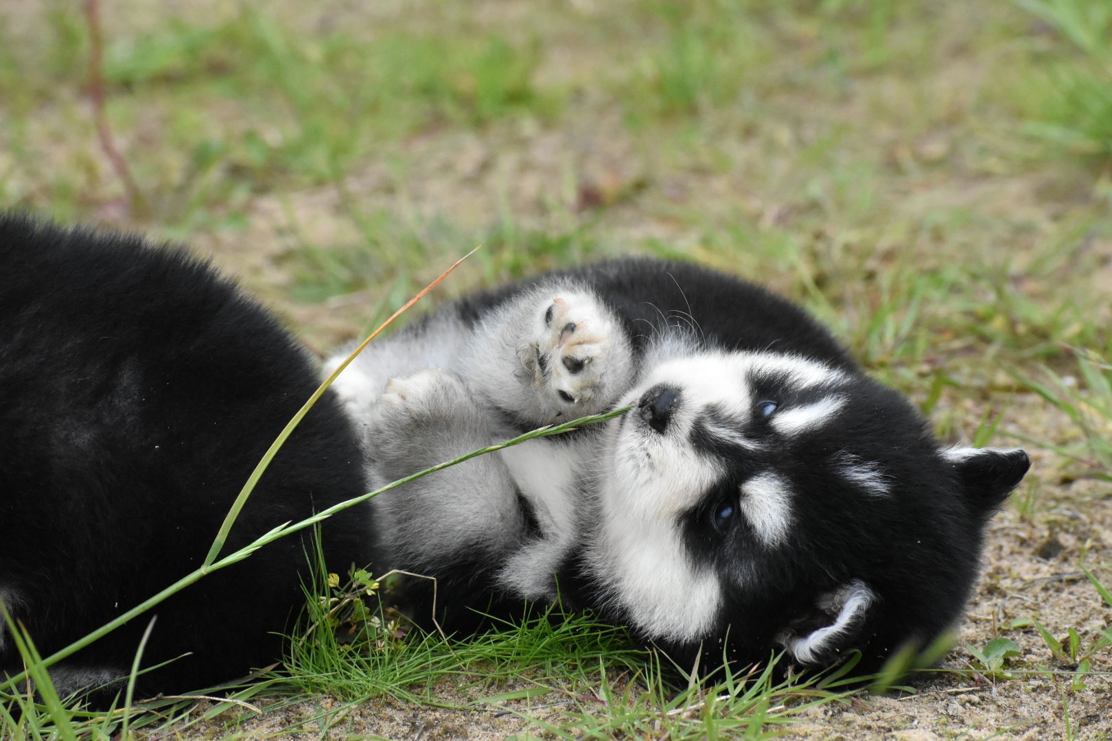 Nita F4 Black & White Pomsky female brown eyed