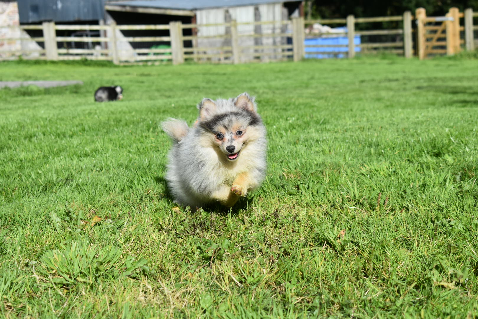 Toy Size Blue Merle Pomsky Female – Luna