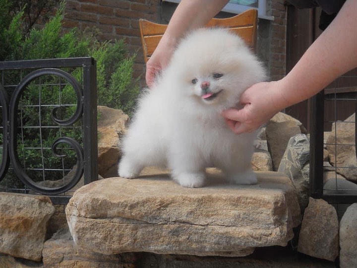 Nora Teacup Pomeranian Female