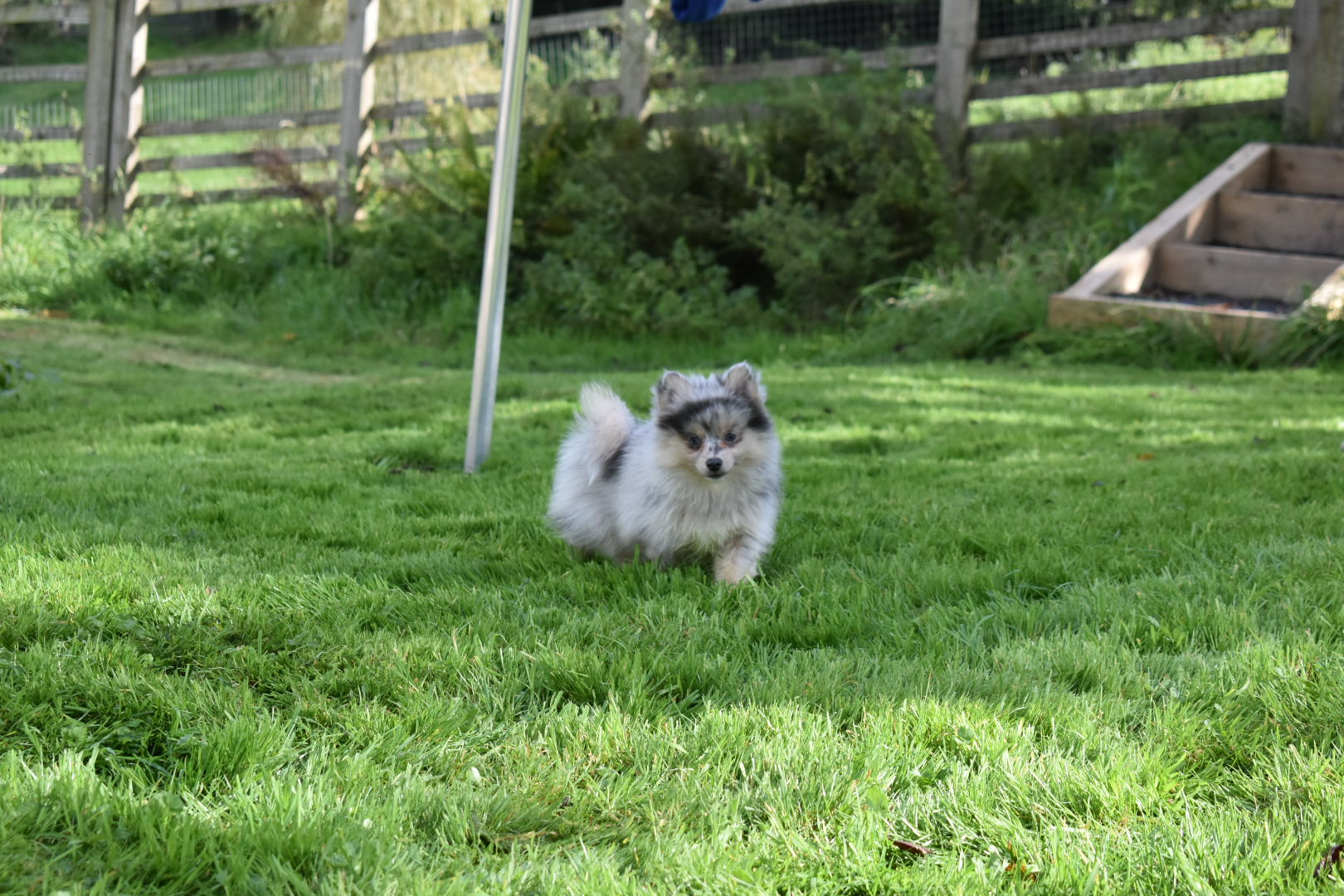 Toy Size Blue Merle Pomsky Female – Luna