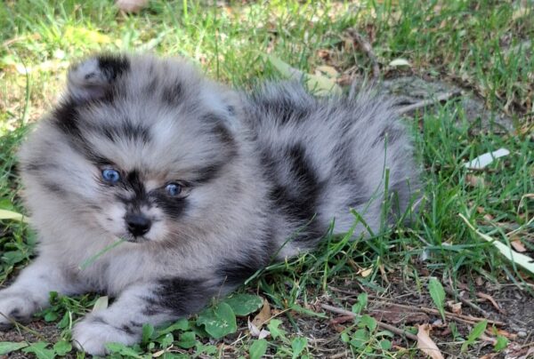Char's Female Teacup Pomeranian Puppy