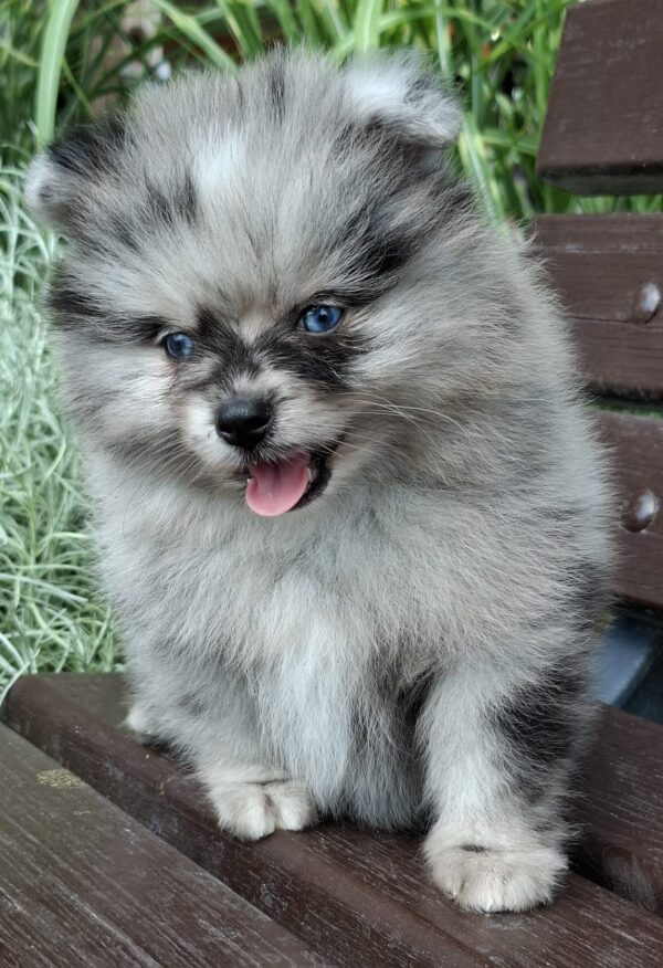 Char's Female Teacup Pomeranian Puppy