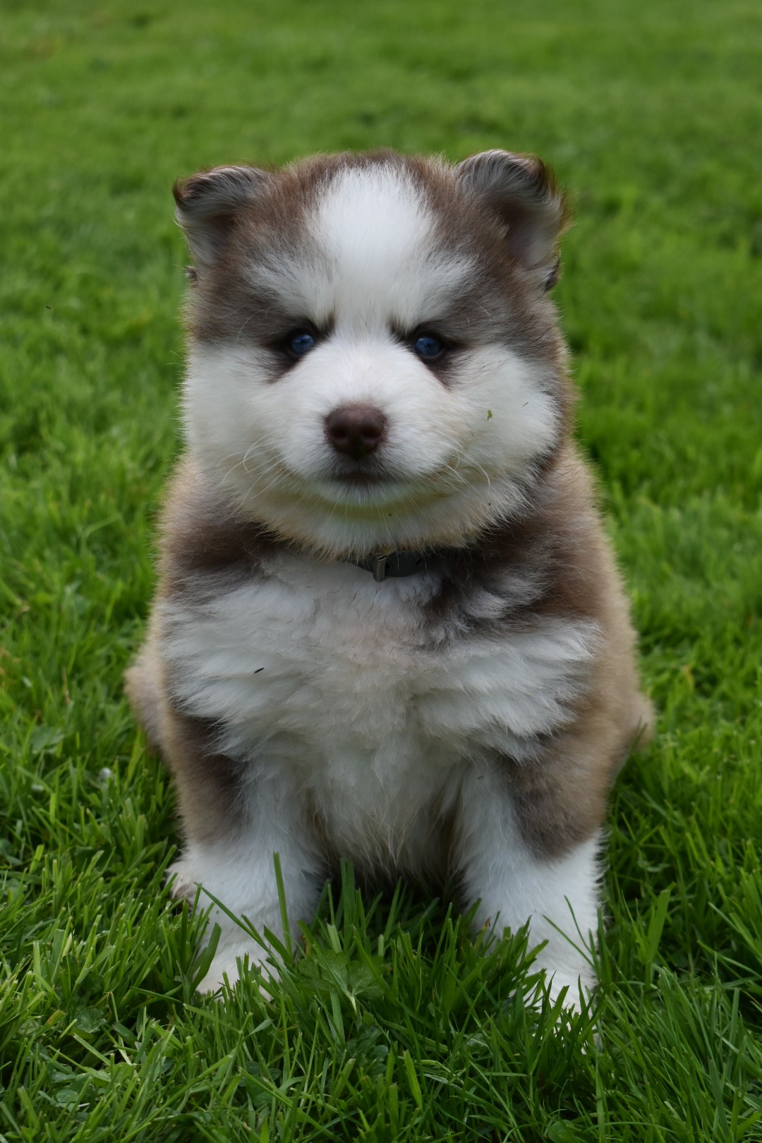  F3 Grey, Black & White Pomsky Male – “Poki”