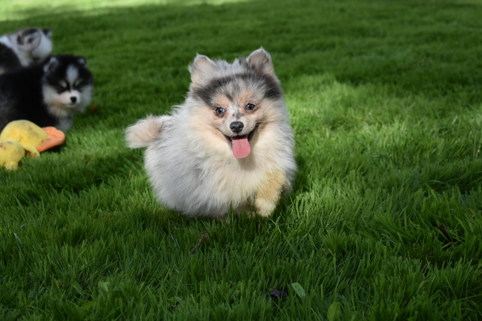 Toy Size Blue Merle Pomsky Female – Luna