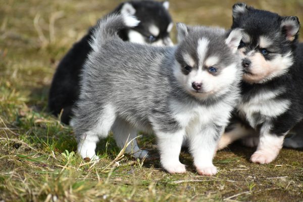 Dee F3 Blue & White Pomsky Male Bi-Eyed