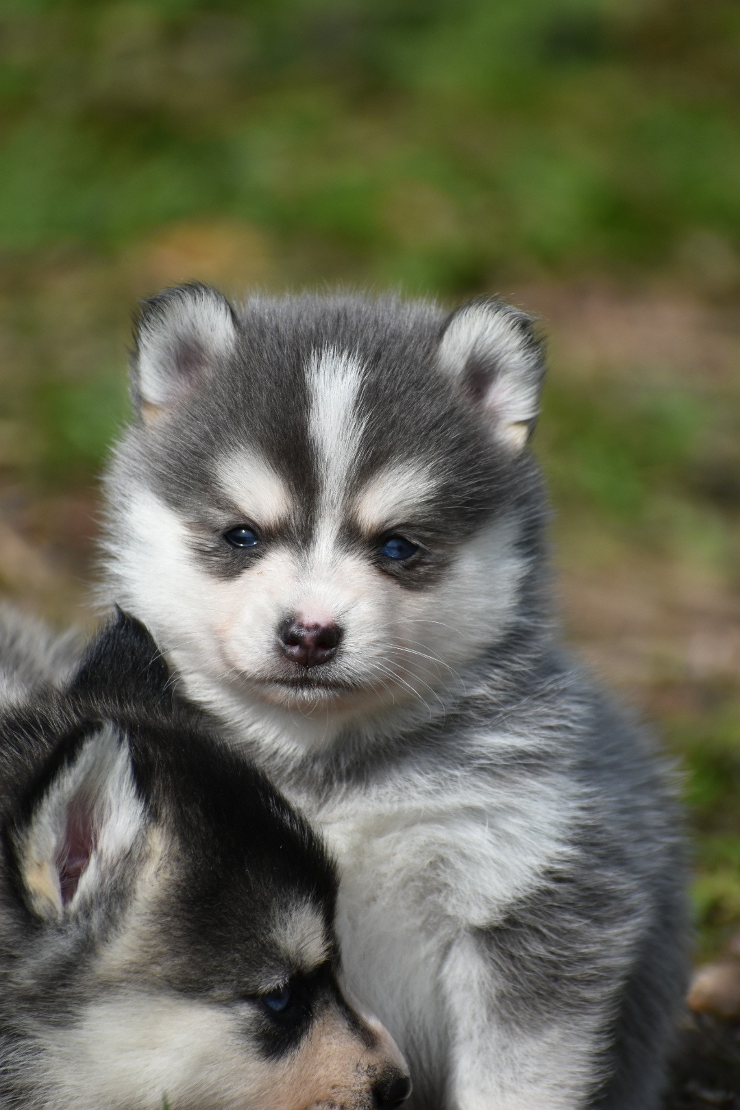 Dee F3 Blue & White Pomsky Male Bi-Eyed