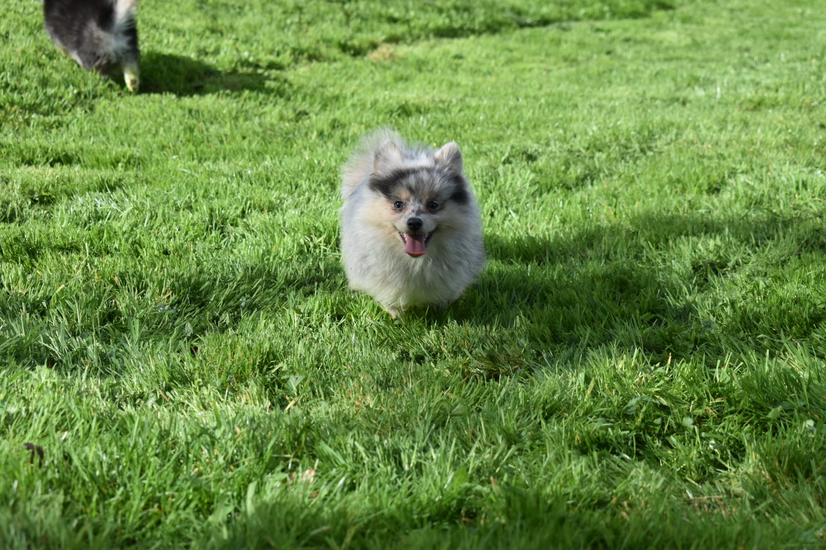 Toy Size Blue Merle Pomsky Female – Luna