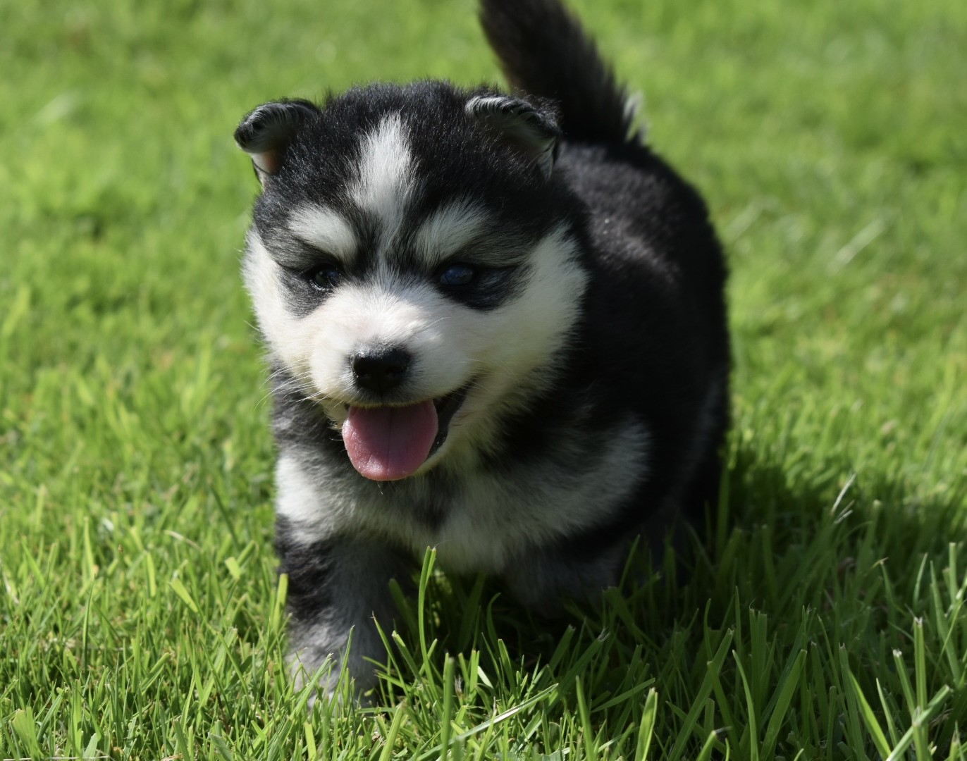Finn Pomsky Puppy | Stunning Black & White Female 