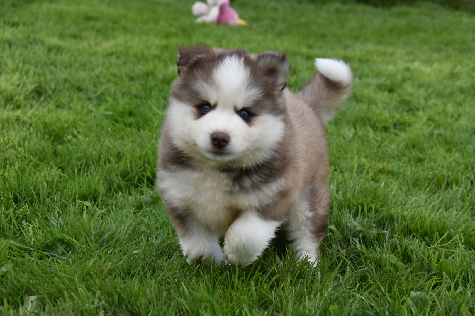 F3 Chocolate & White Pomsky Male (Blue Eyed “Goofy”)