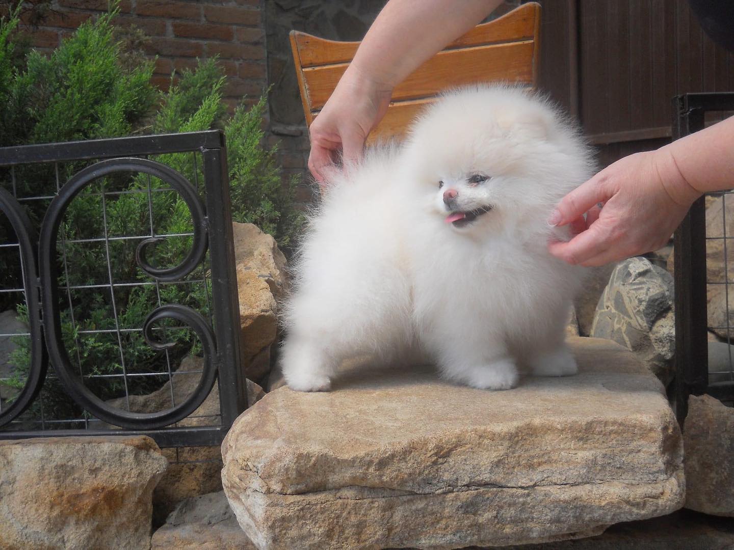 Nora Teacup Pomeranian Female