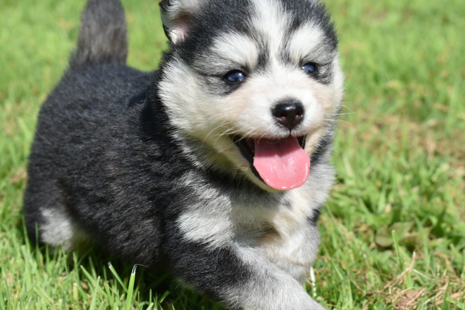 Finn Pomsky Puppy | Stunning Black & White Female 