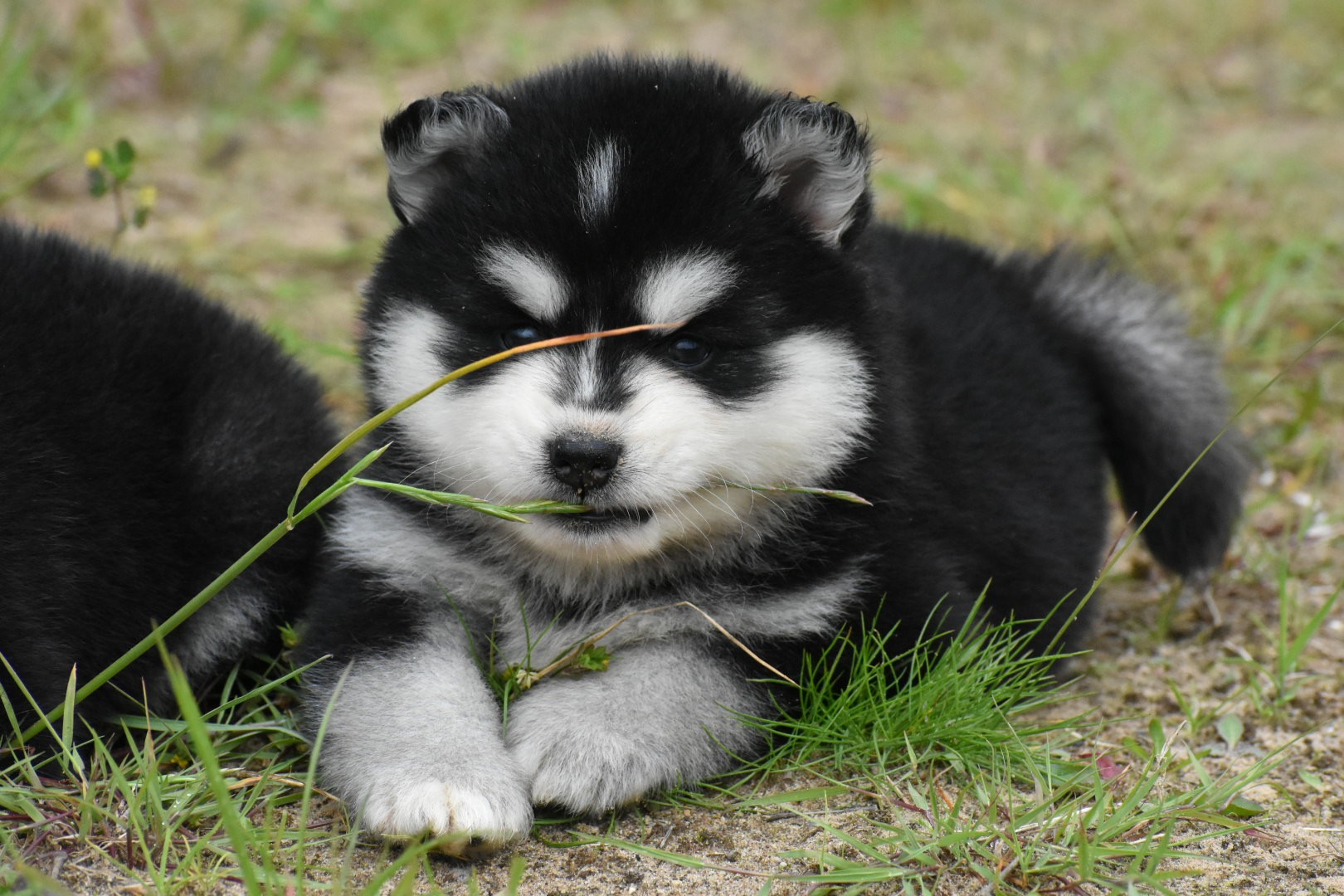 Nita F4 Black & White Pomsky female brown eyed