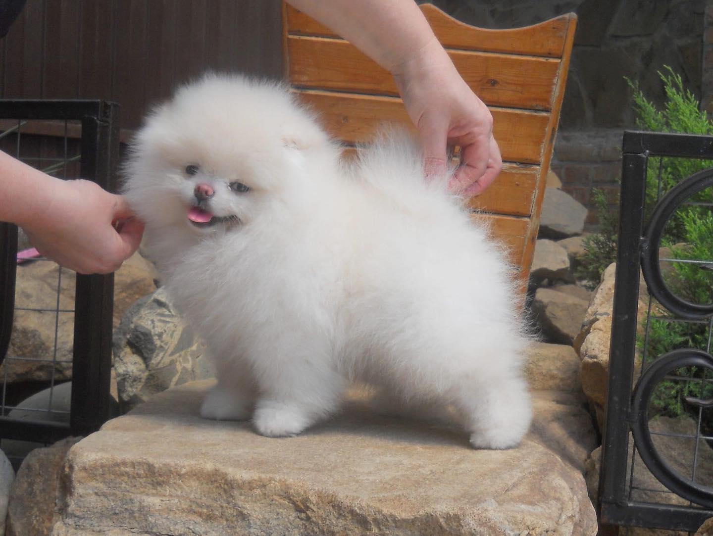 Nora Teacup Pomeranian Female