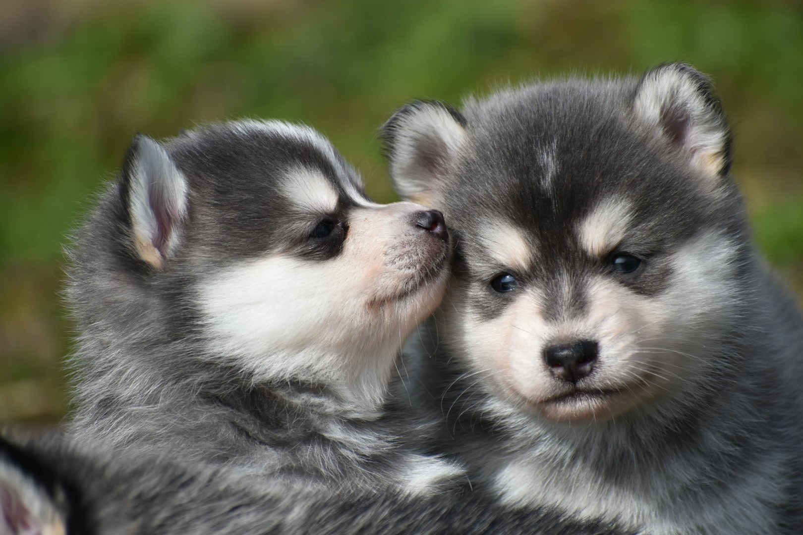 Dee F3 Blue & White Pomsky Male Bi-Eyed