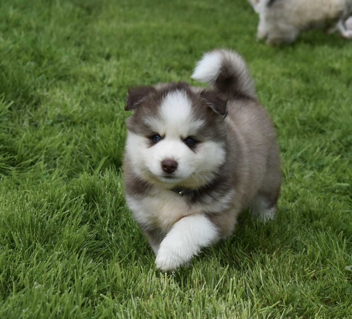 F3 Chocolate & White Pomsky Male (Blue Eyed “Goofy”)