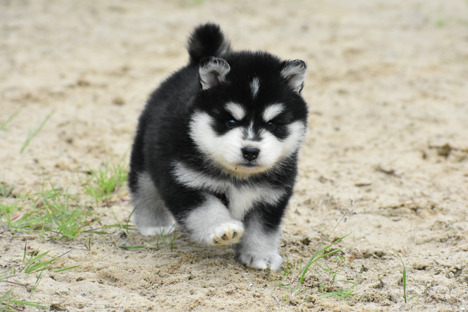 Nita F4 Black & White Pomsky female brown eyed