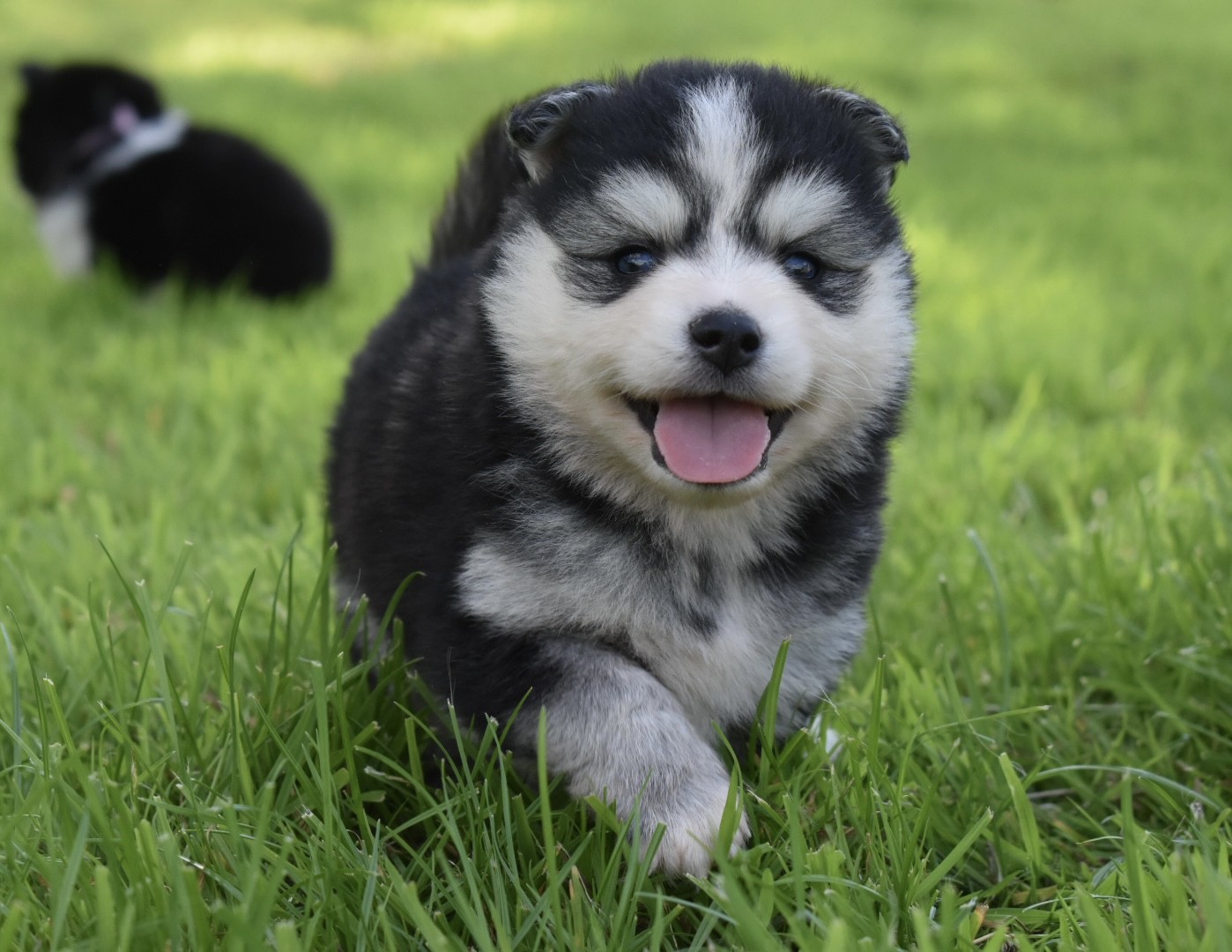 Finn Pomsky Puppy | Stunning Black & White Female 