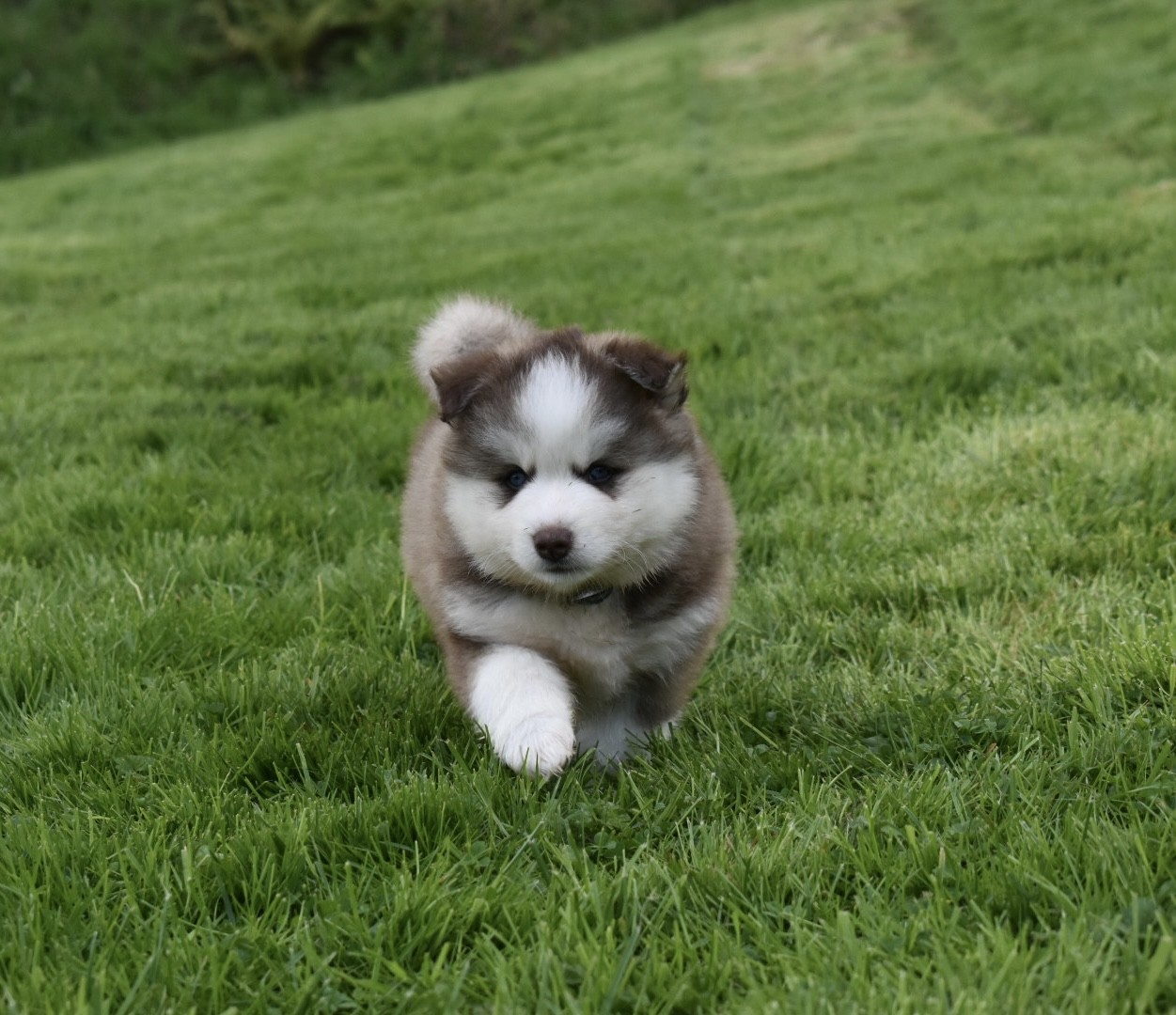 F3 Chocolate & White Pomsky Male (Blue Eyed “Goofy”)
