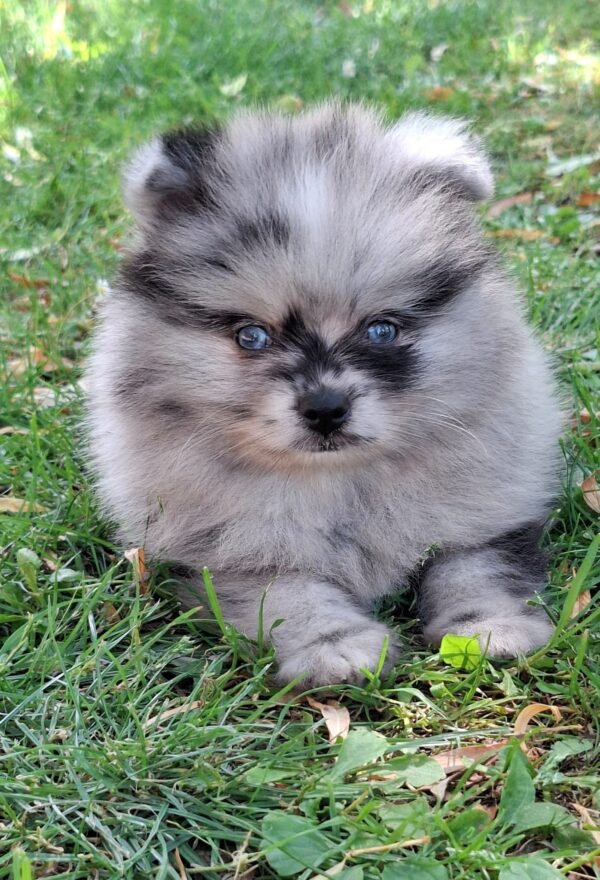 Char's Female Teacup Pomeranian Puppy
