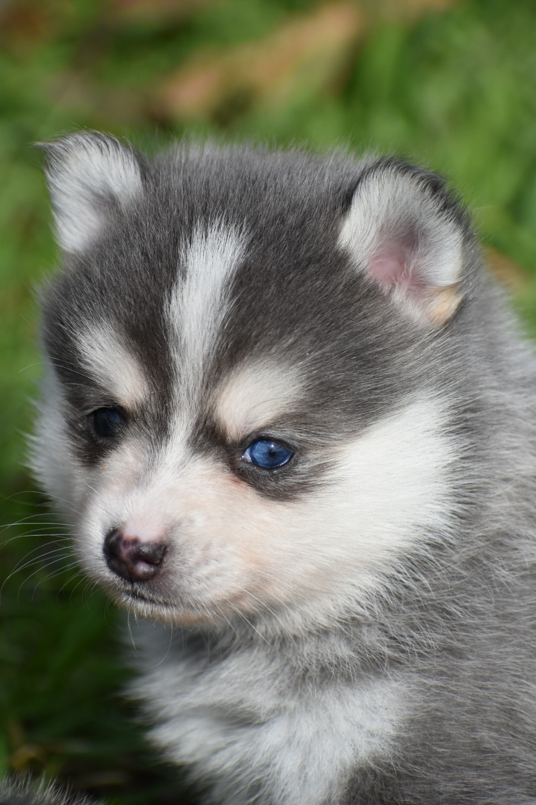 Dee F3 Blue & White Pomsky Male Bi-Eyed