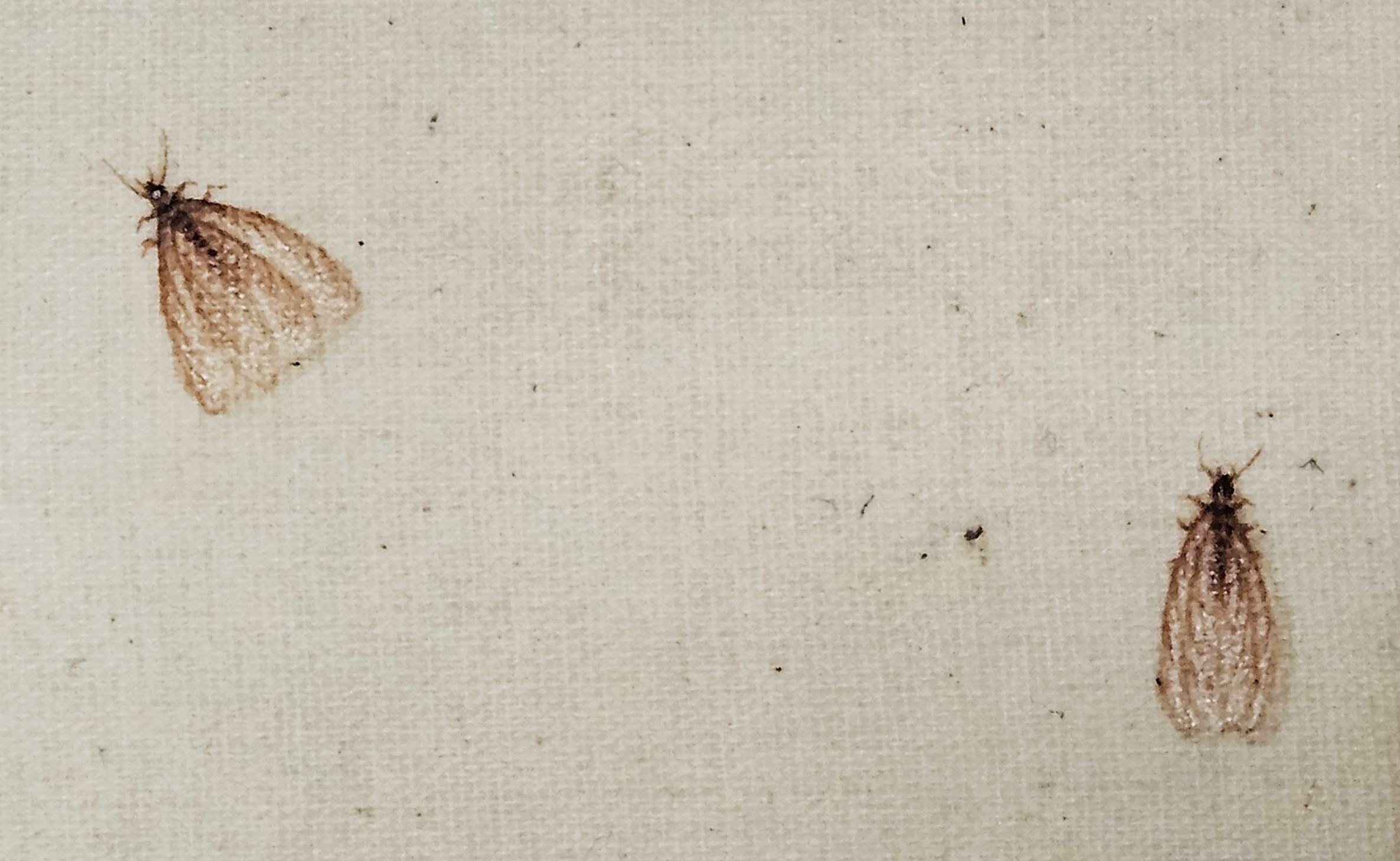 Melhores amigos do artista #2