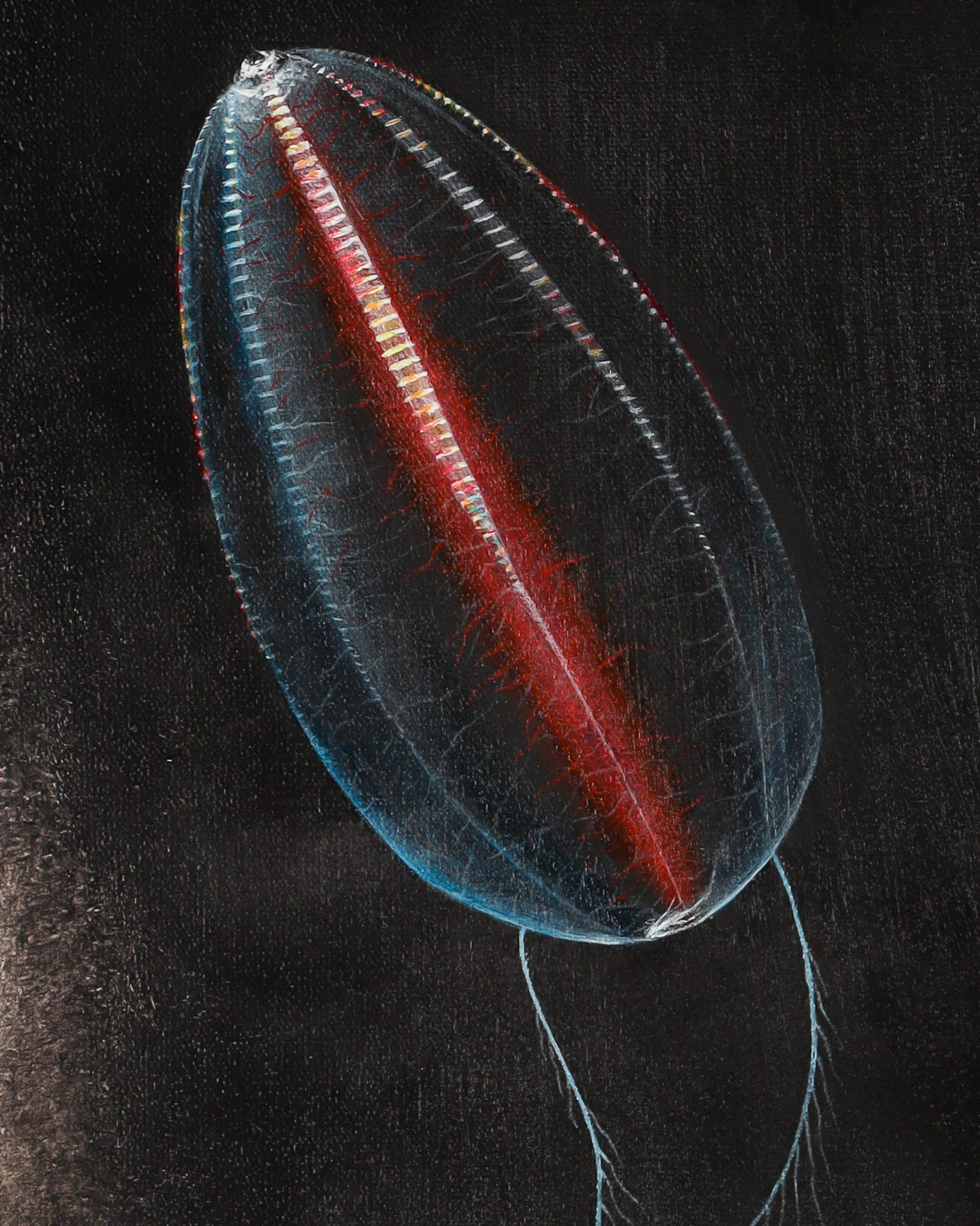Ctenophora