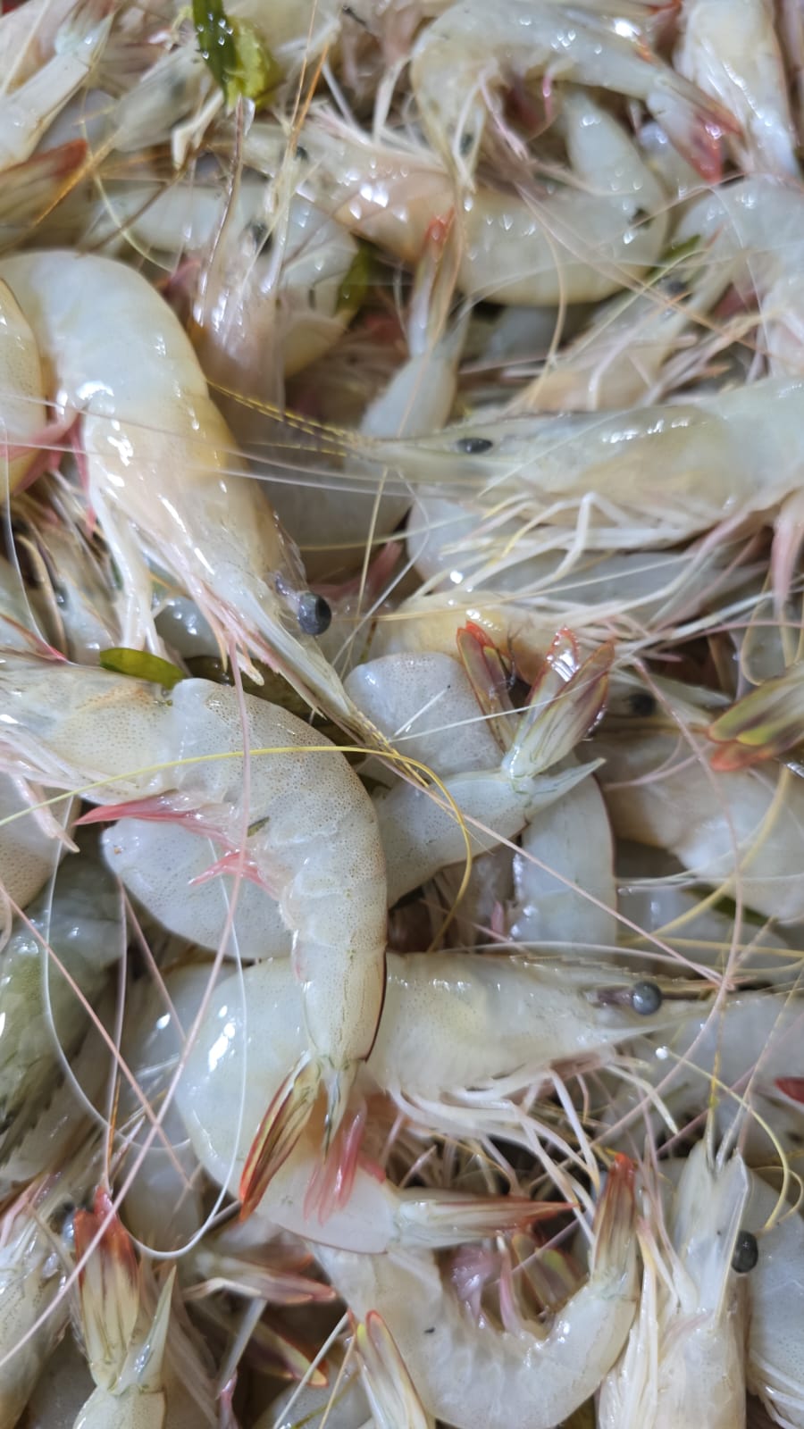 White prawn
