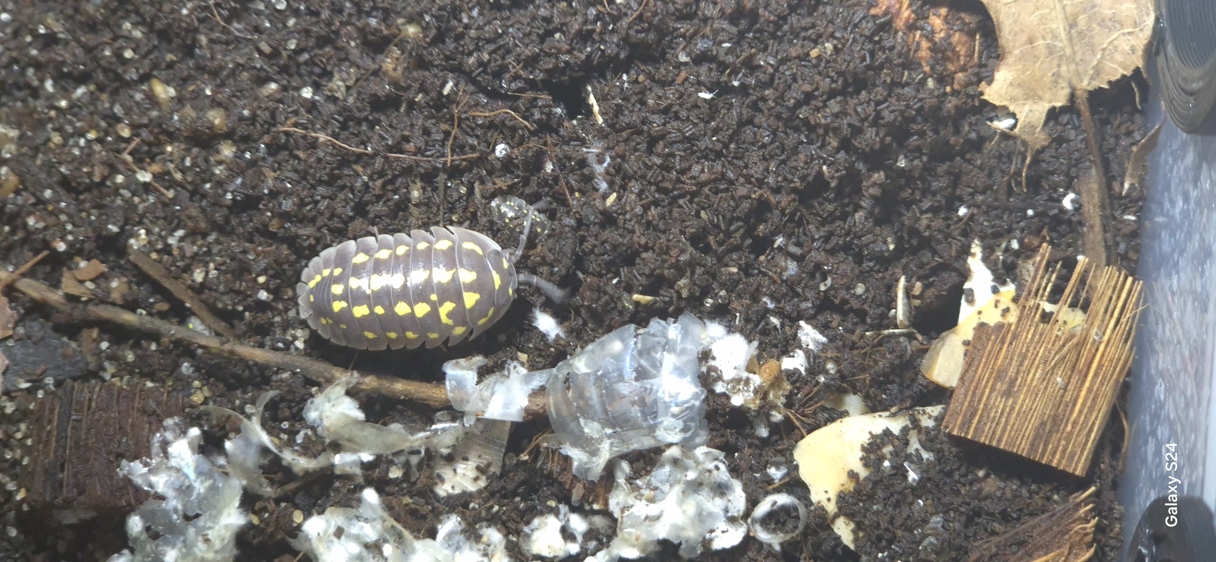 Armadillidium Gestroï