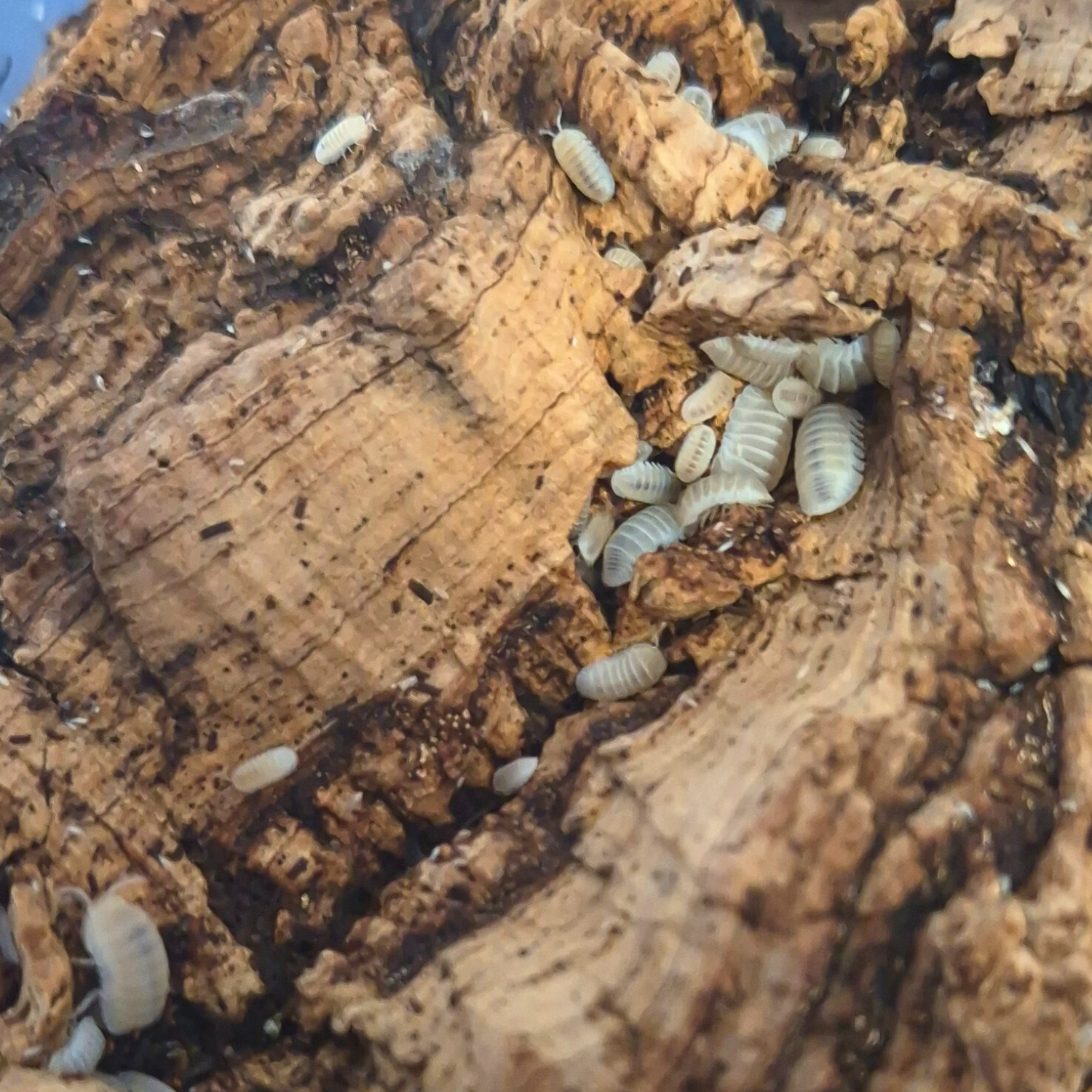 Cubaris Murina Glacier