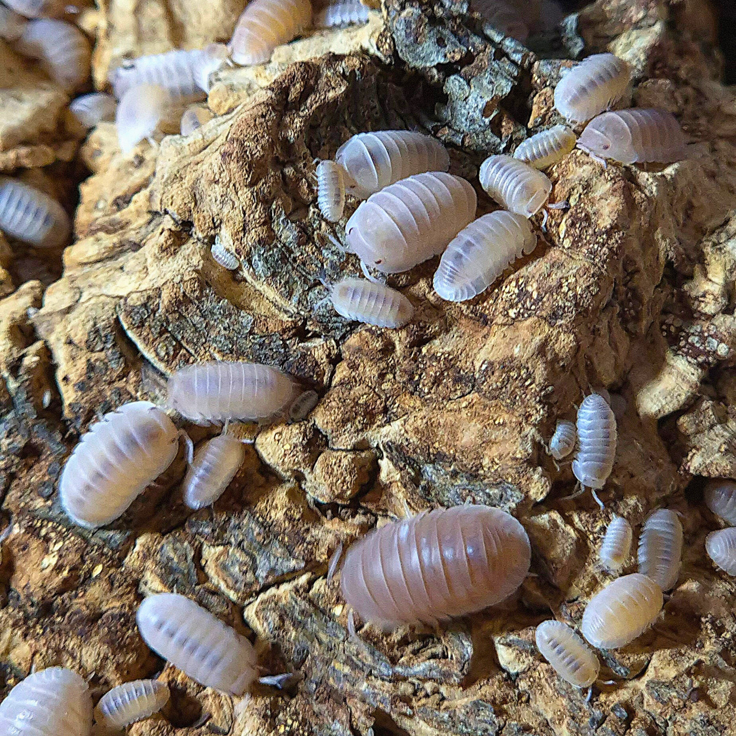 Cubaris Murina Papaya