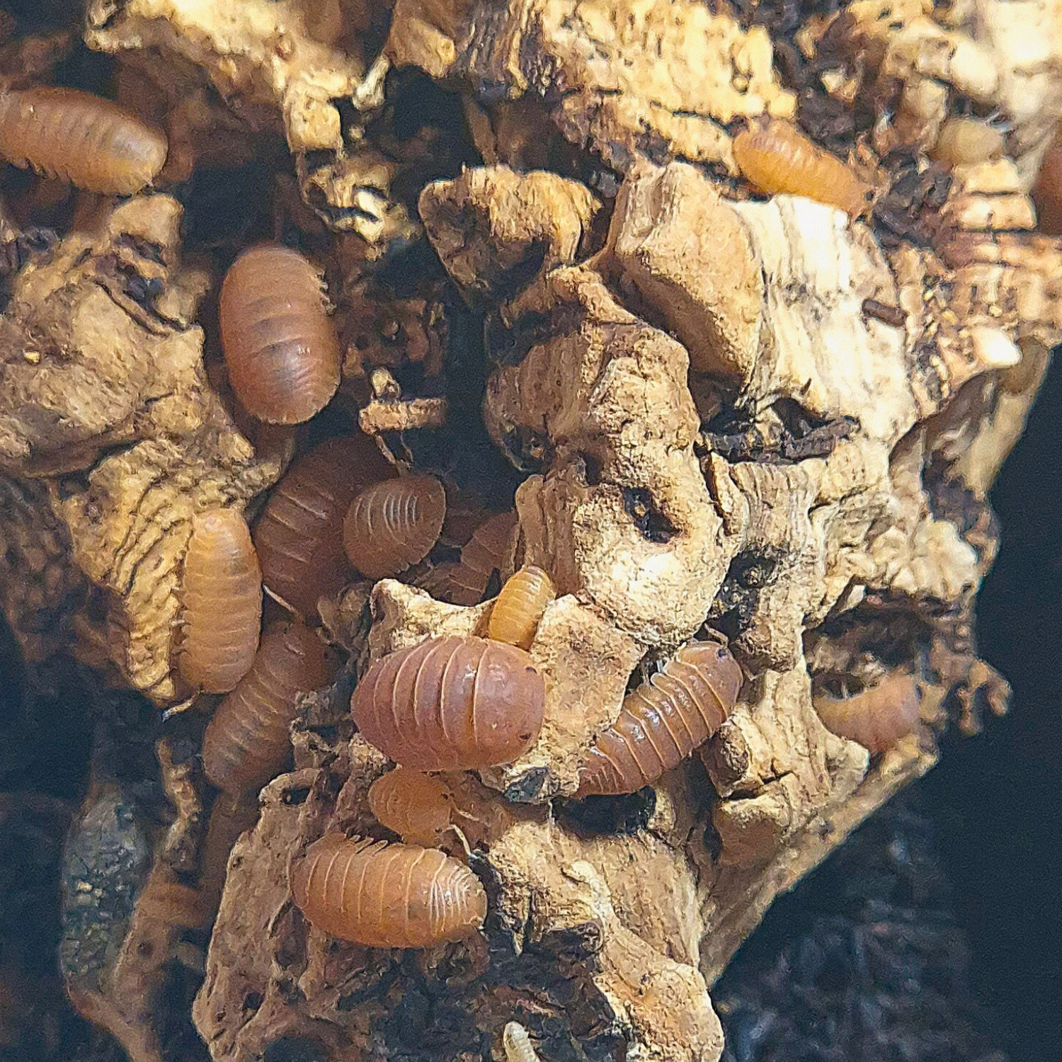 Cubaris Murina Mandarin