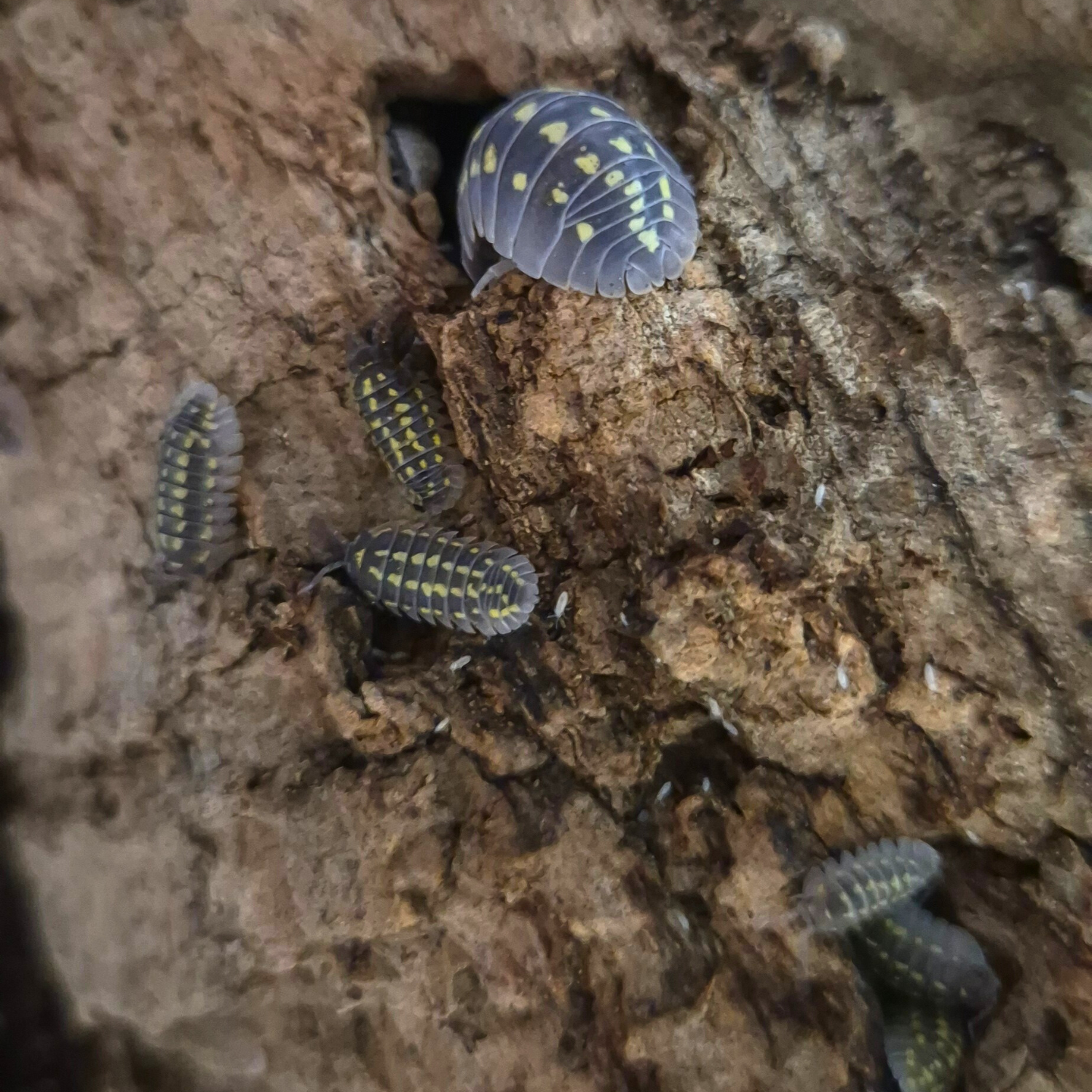 Armadillidium Gestroï