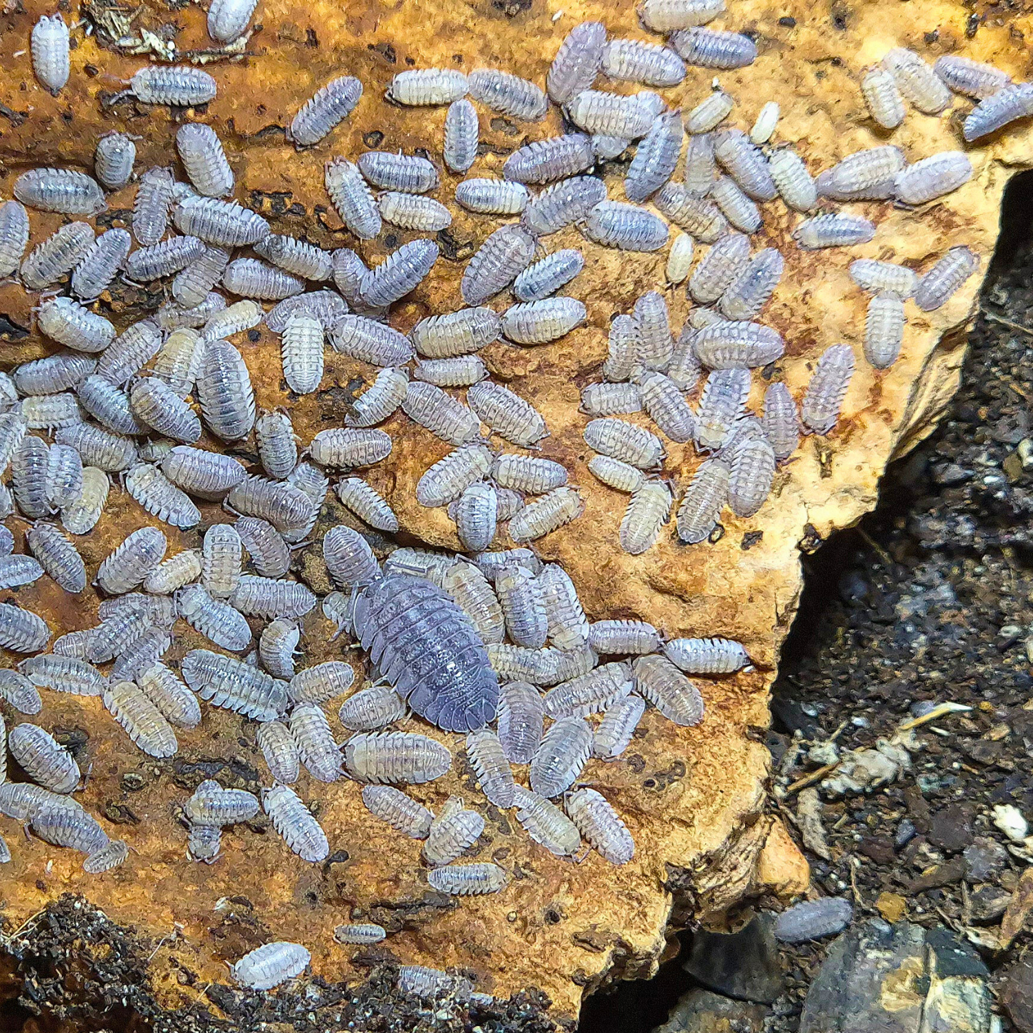 Armadillidium Peraccae